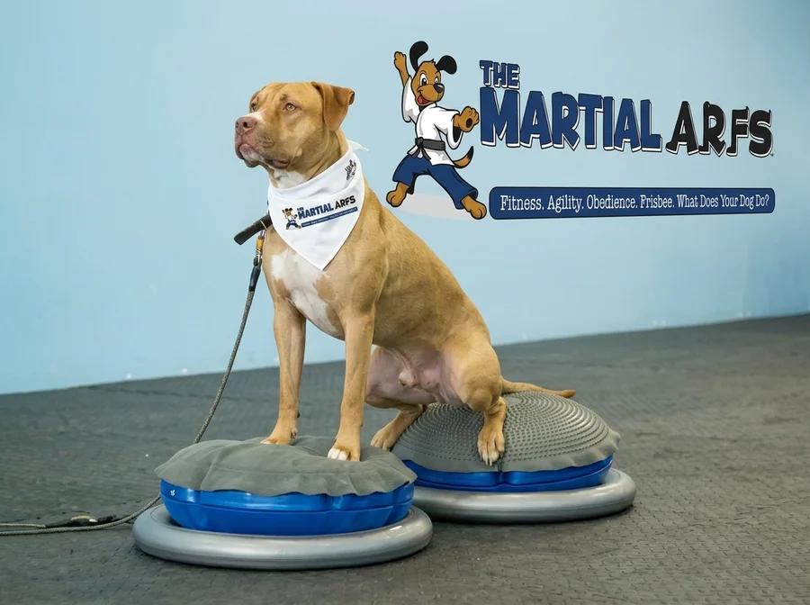 Pit bull balancing on FitPAWS discs